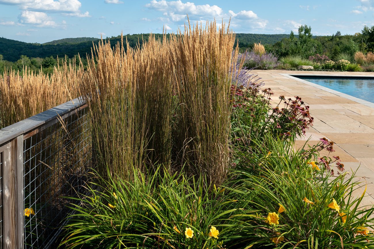 Service Area Ornamental grasses and perennials overlooking wooded Berkshire hills