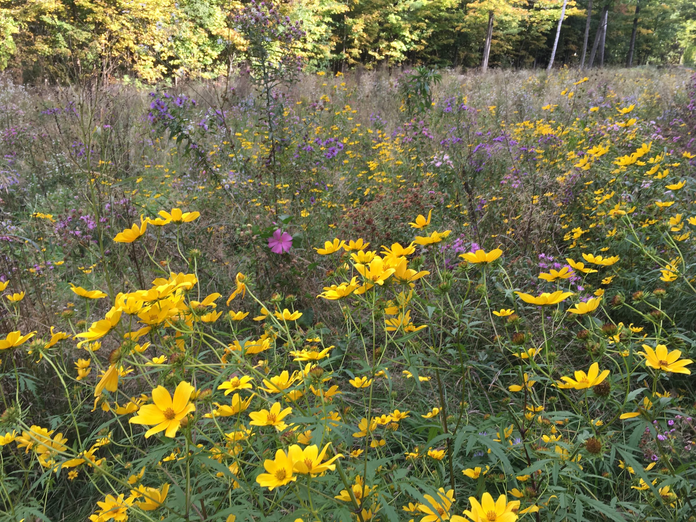 About Meadow Native Wildflower