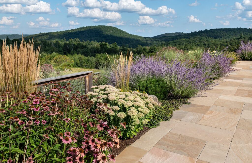 Portfolio Coneflower Border Over The Hills