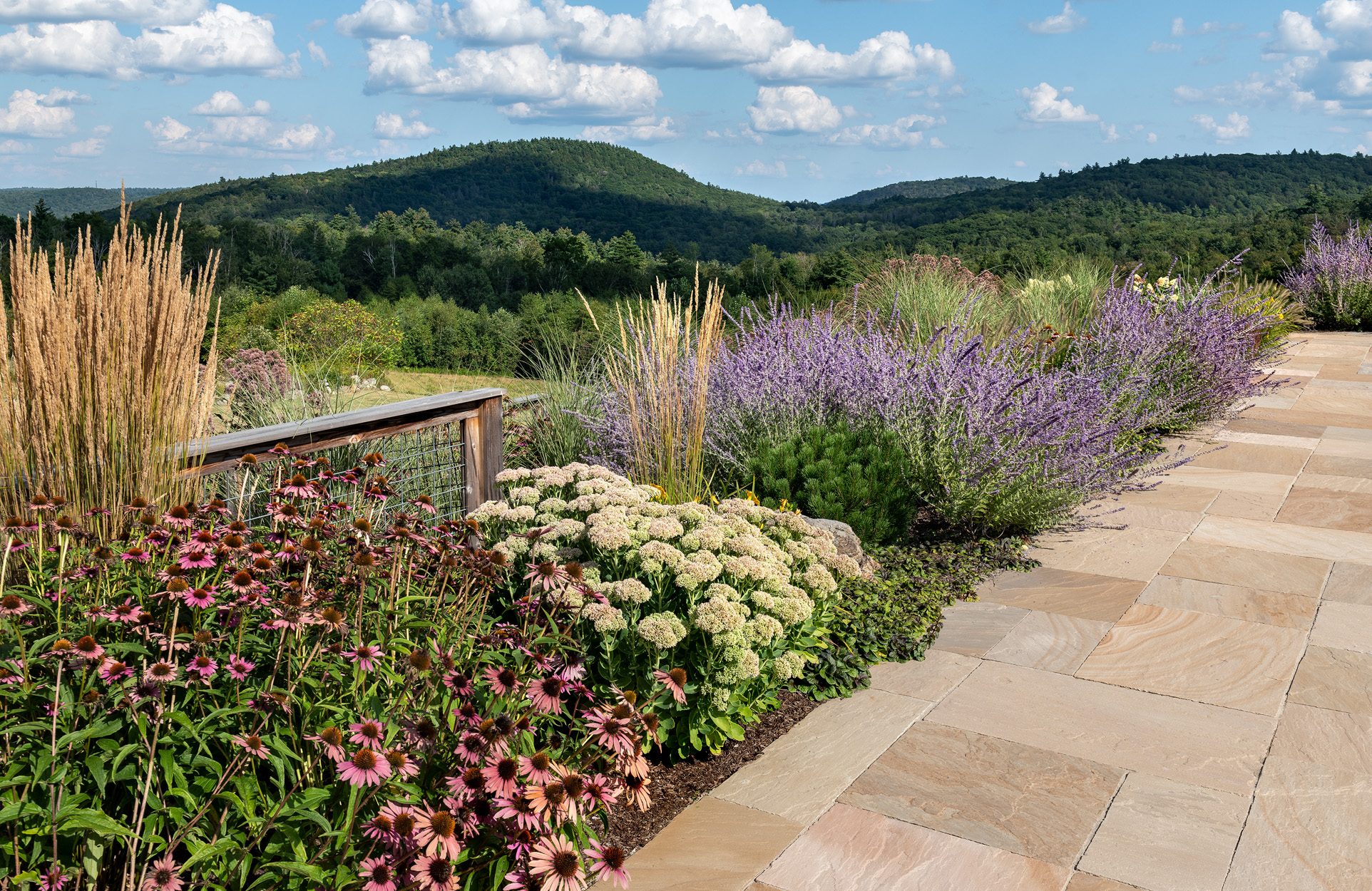 Home Planting Coneflower Hills